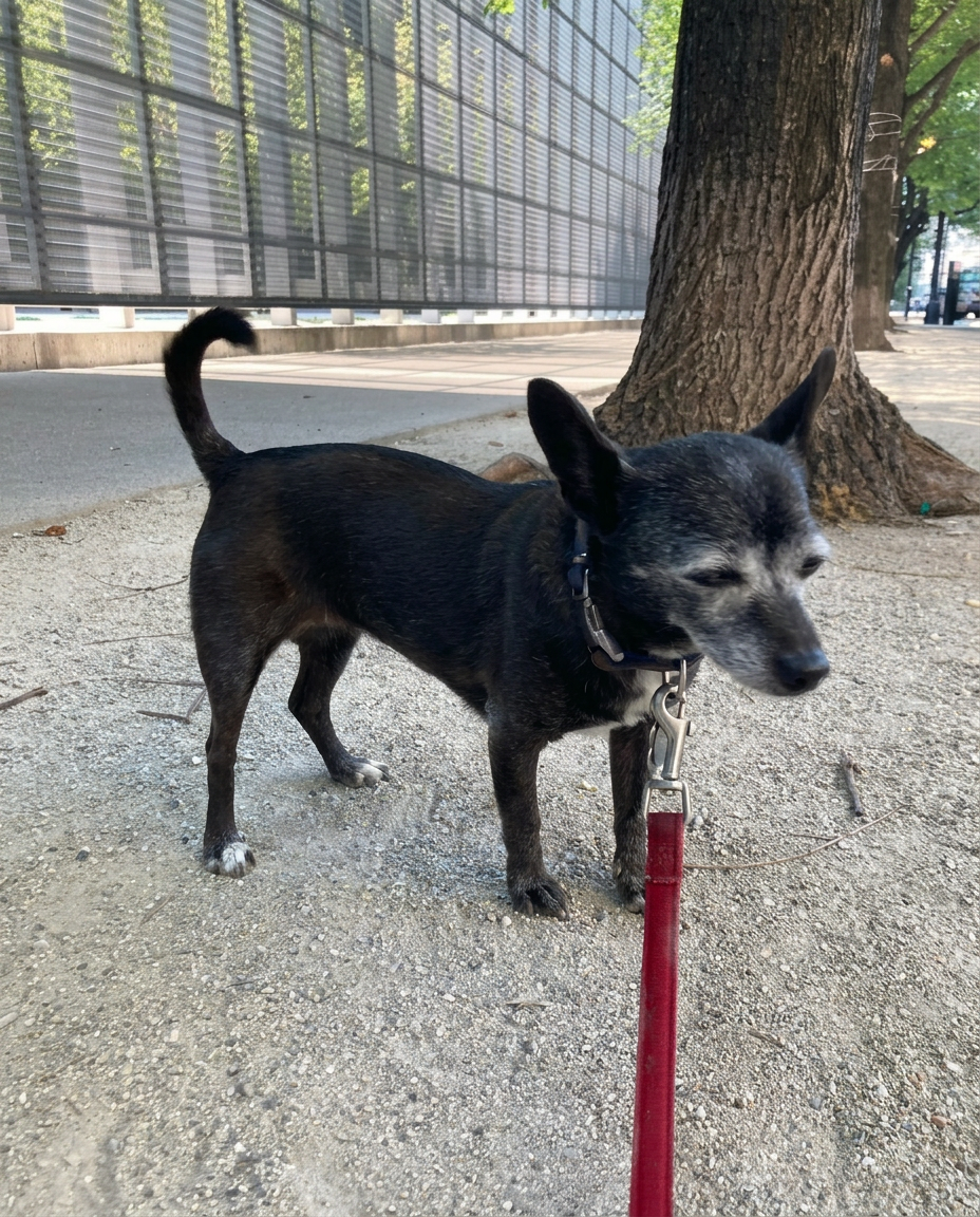 Pup posing on a sunny Santa Monica sidewalk during a Westside Walks outing